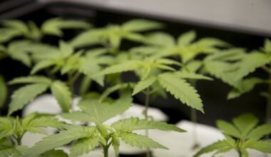 NZ’s medicinal cannabis ecosystem hopes to harvest value-add opportunities
