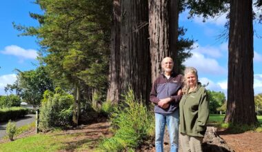 Kerikeri redwood trees labelled ‘menace’ after Cyclone Vaianu evacuations
