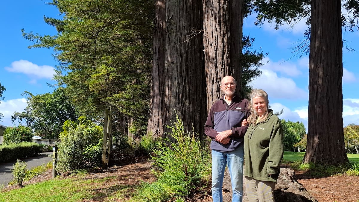 Kerikeri redwood trees labelled ‘menace’ after Cyclone Vaianu evacuations
