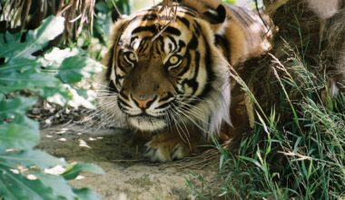 Wellington Zoo’s Sumatran tiger Bashii dies