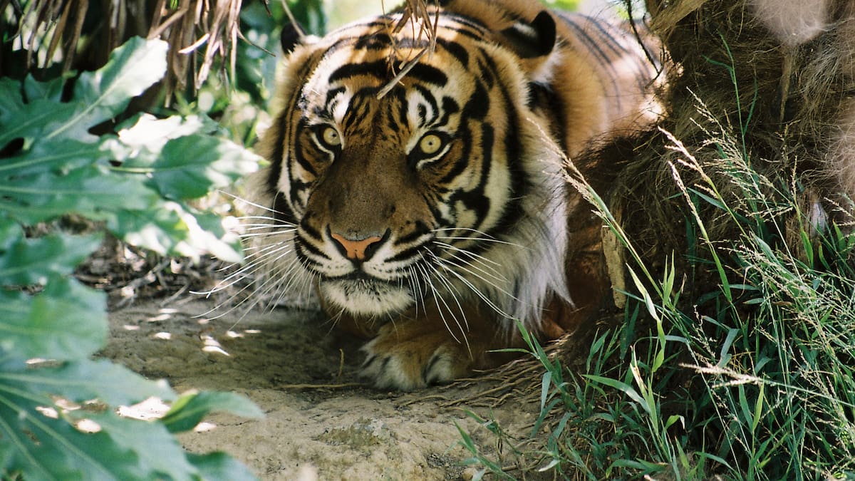 Wellington Zoo’s Sumatran tiger Bashii dies