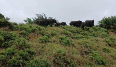 Too many elephants in KZN reserves: Urgent call for relocation to avoid culling - LNN