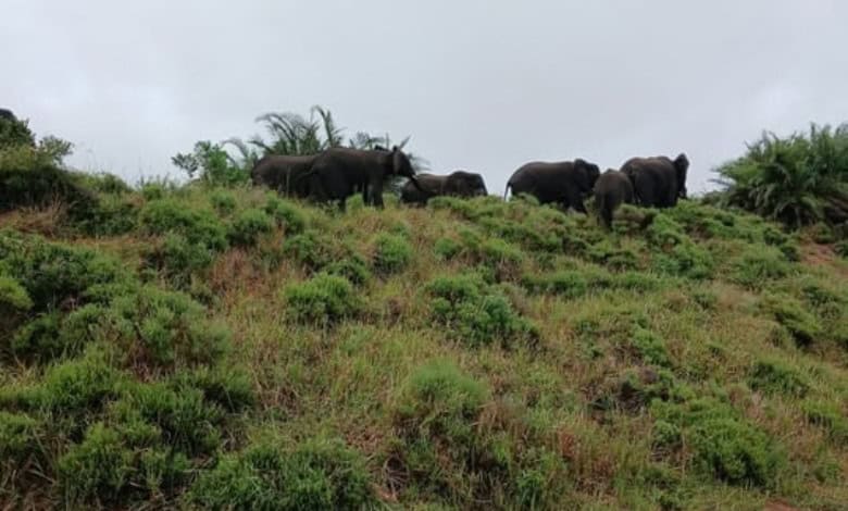 Too many elephants in KZN reserves: Urgent call for relocation to avoid culling - LNN