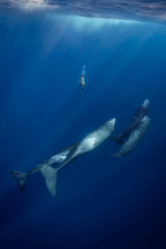 A person swims underwater above three large sperm whales in deep blue ocean, with sunlight streaming down from the surface.