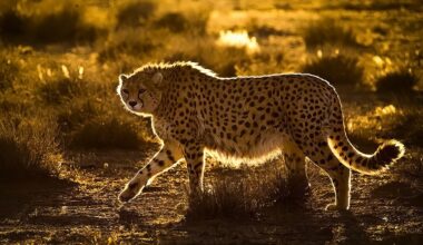 War on Iran disrupts efforts to save the Asiatic cheetah, world’s rarest big cat