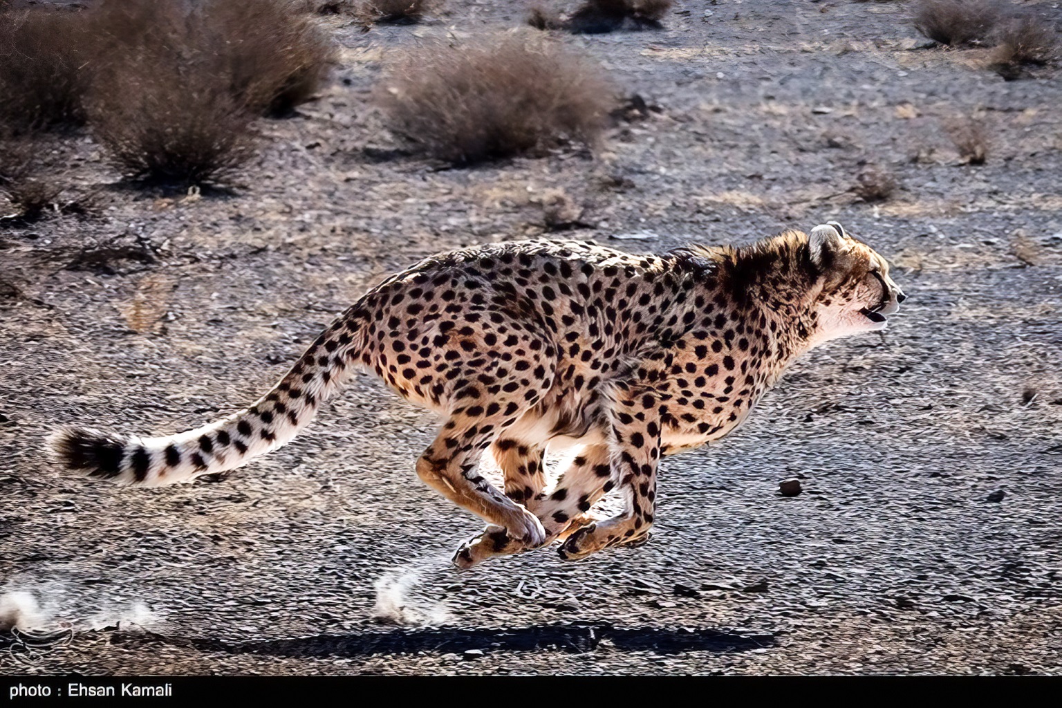 Kushki (male) is one of the last surviving Asiatic cheetahs, from Iran’s Miandasht ors of the Asian jay, which is kept in northeastern Iran’s Miandasht Wildlife Refuge.
