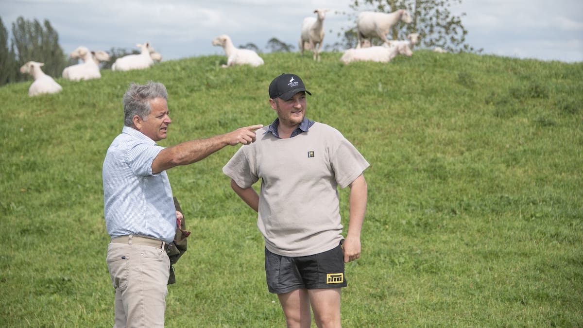 South Waikato sheep dairy boosts sustainability and Spring Sheep output