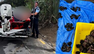 Man caught with 200 undersized pāua in Castor Bay, North Shore