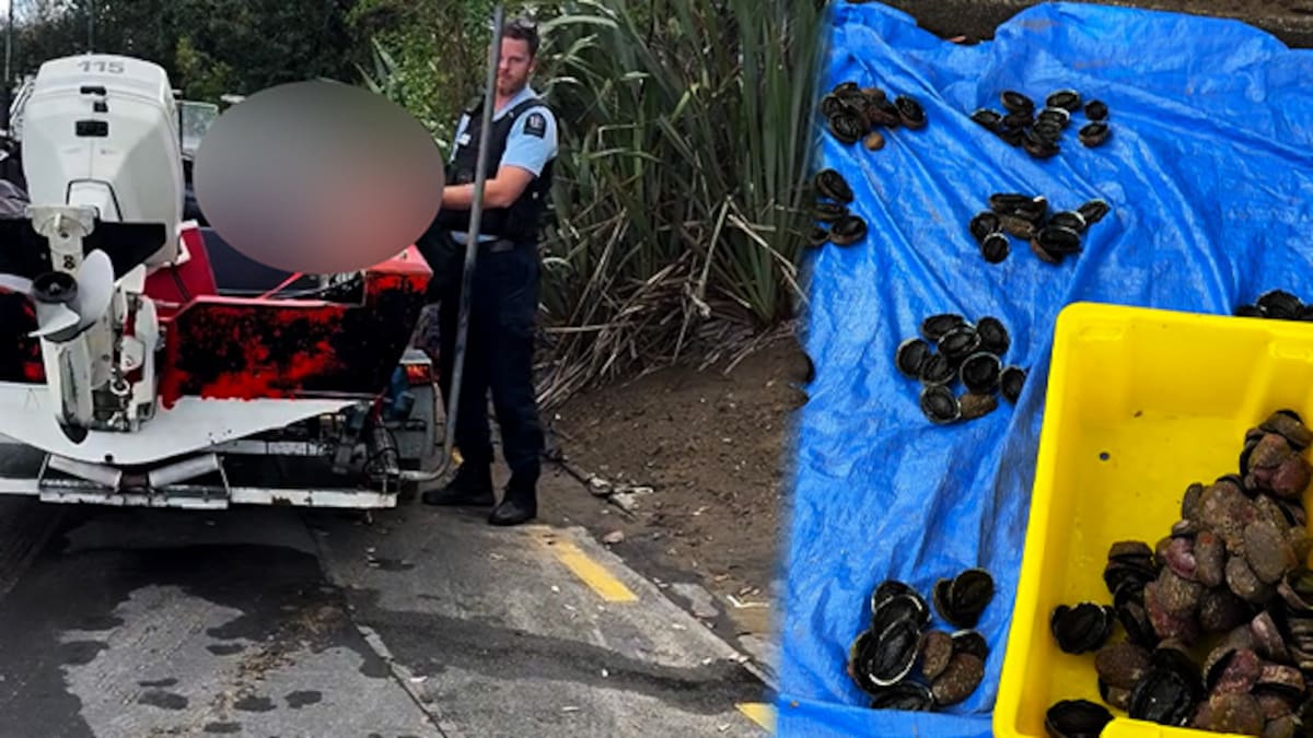 Man caught with 200 undersized pāua in Castor Bay, North Shore