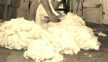 Pastures Past: Shearing pay disputes in New Zealand, 1910
