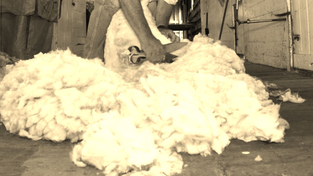 Pastures Past: Shearing pay disputes in New Zealand, 1910