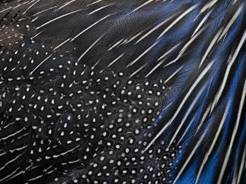 Close-up of bird feathers showing an intricate pattern of white spots on black, with streaks of blue and white, creating a striking textured appearance.