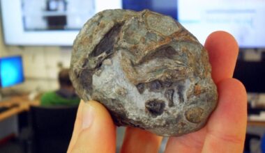 The Cockroach of Dinosaurs Likely Survived Extinction Because of Its Big Wet Eggs