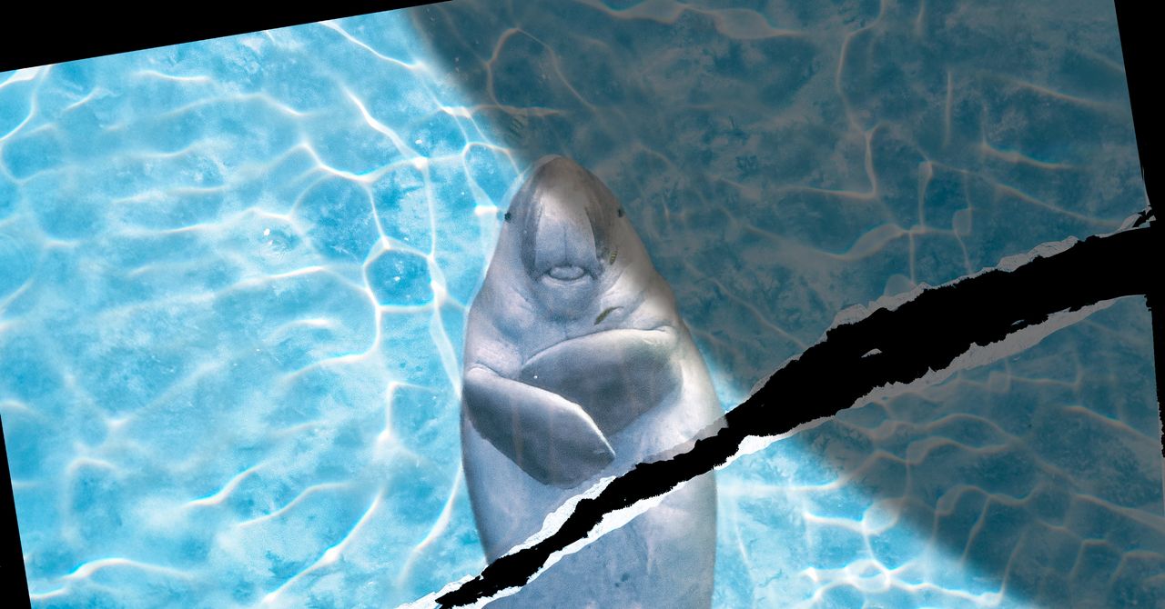 Marine Animals in the Strait of Hormuz Don’t Get a Ceasefire