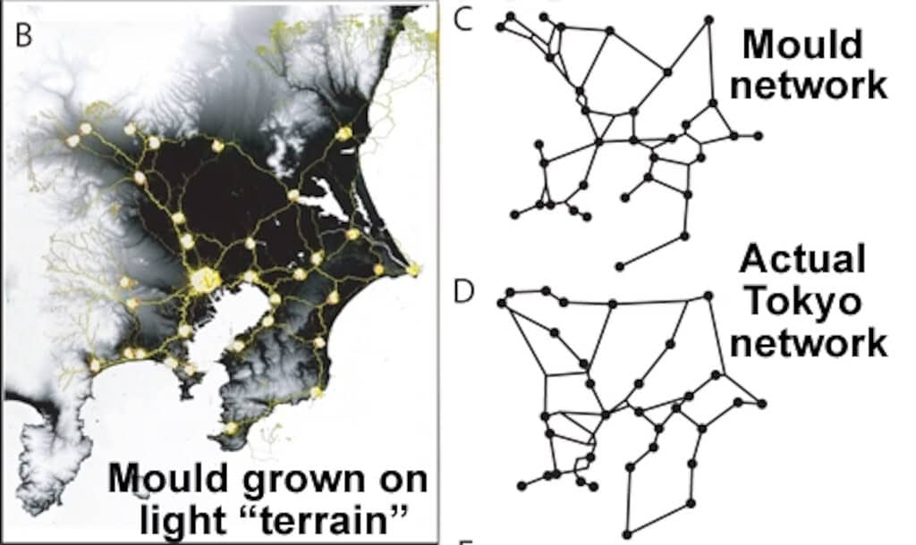 Diagram showing mould network growth on terrain and comparison with Tokyo network.