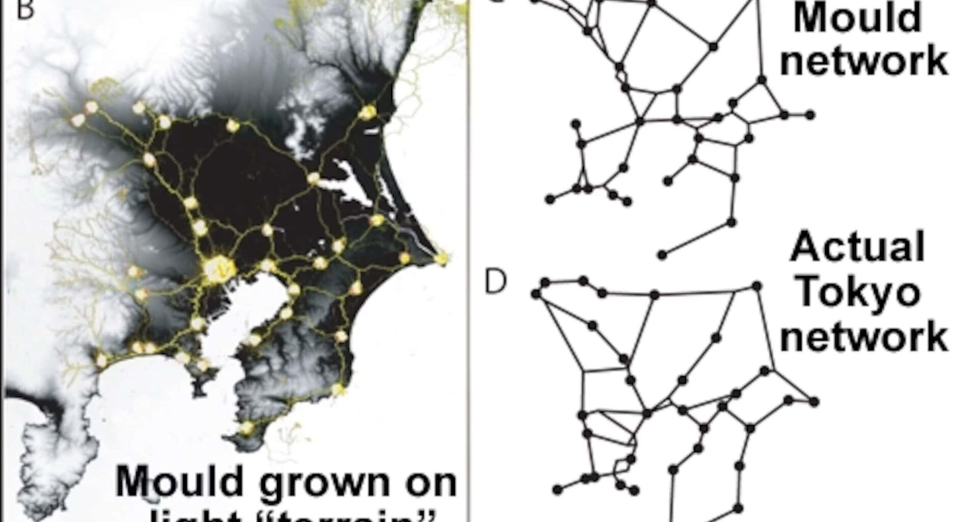 Brainless Slime Mold Recreates Tokyo's Super-Efficient Rail Network