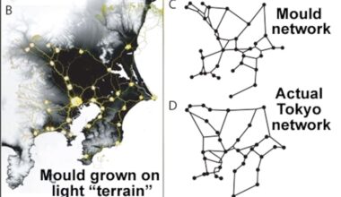 Brainless Slime Mold Recreates Tokyo's Super-Efficient Rail Network