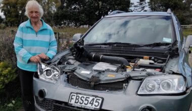 85-year-old’s crash near Ruatōria highlights dangers of roaming stock on SH35