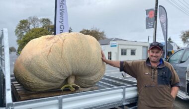 Rangitīkei farmer Luke Gilchrist grows 546kg giant pumpkin on dairy farm near Marton