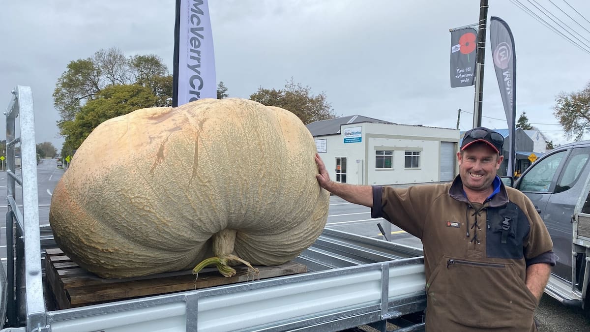 Rangitīkei farmer Luke Gilchrist grows 546kg giant pumpkin on dairy farm near Marton