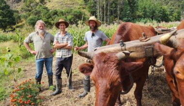 Country Life: Powered by bullocks, a Northland family farms without fossil fuels