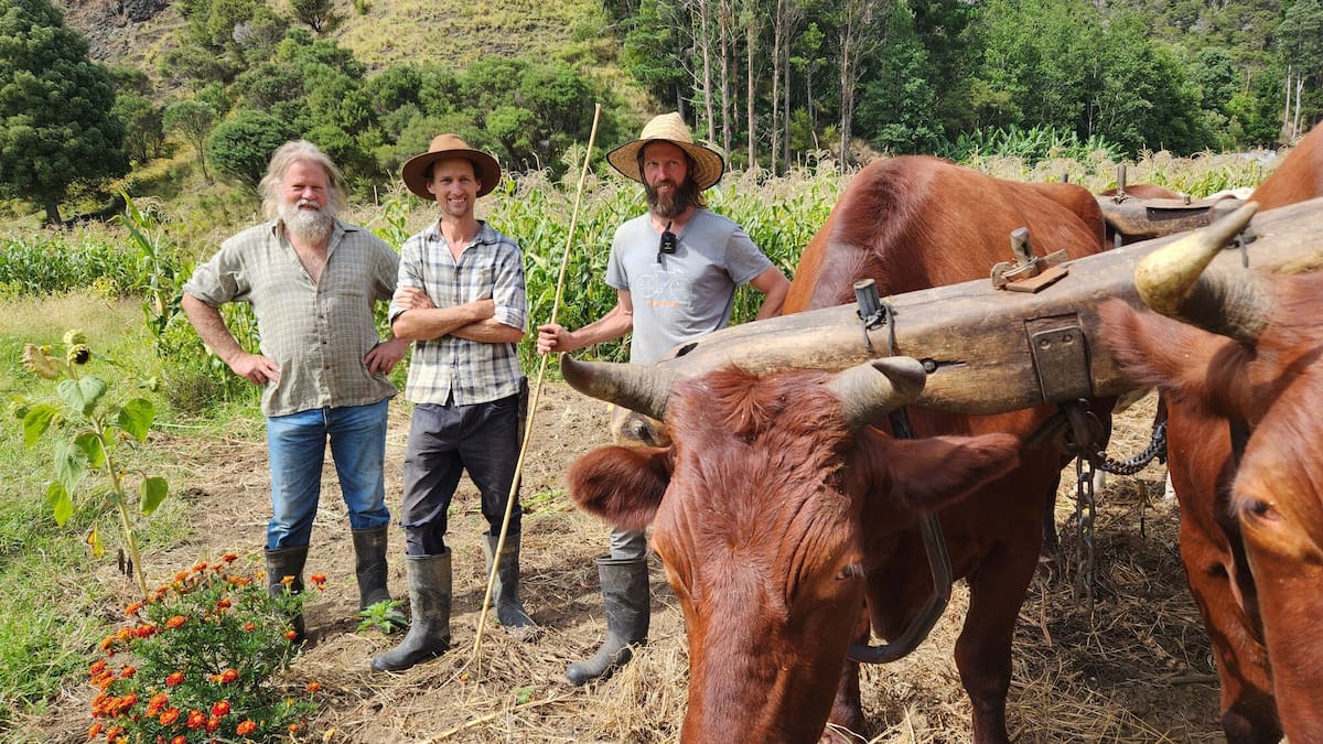 Country Life: Powered by bullocks, a Northland family farms without fossil fuels