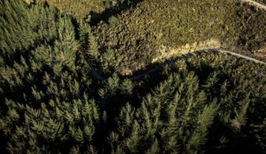Hunter shot dead in the Ruahine Range near Dannevirke