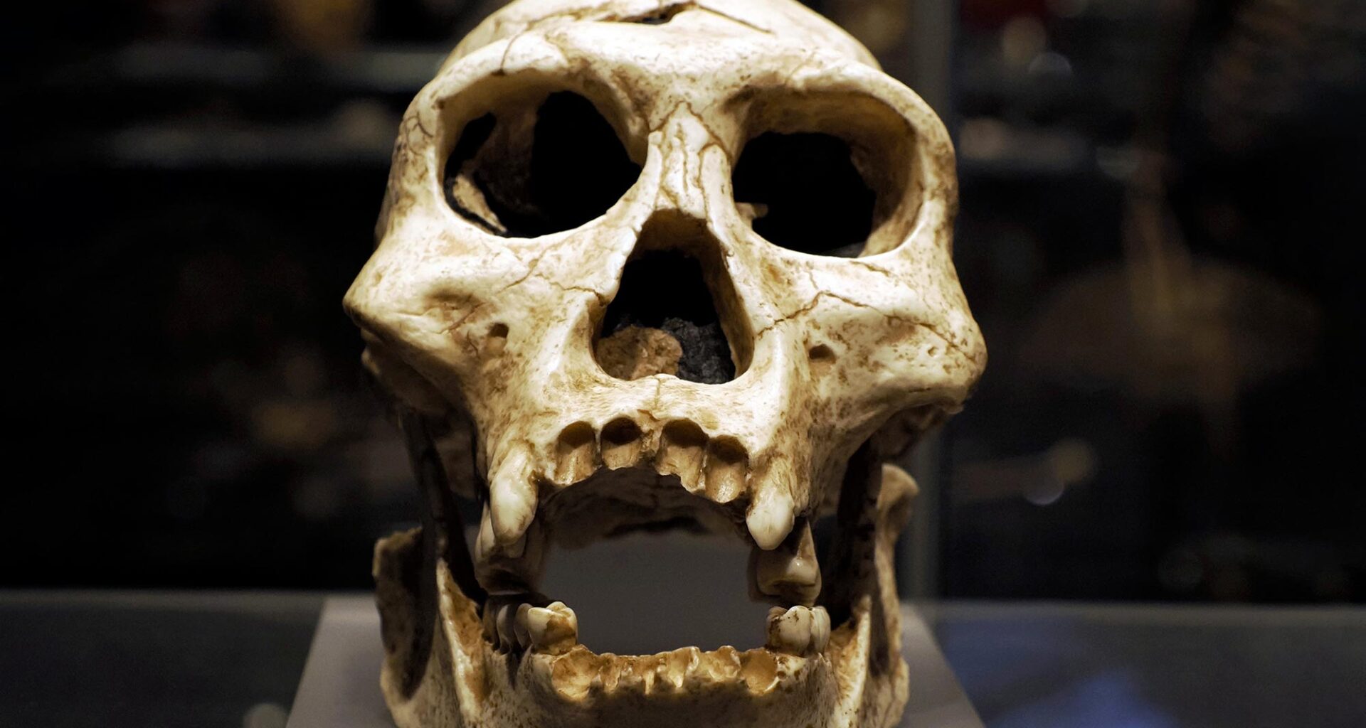 Neanderthal Prehistoric Skull Human Ancestor Evolution