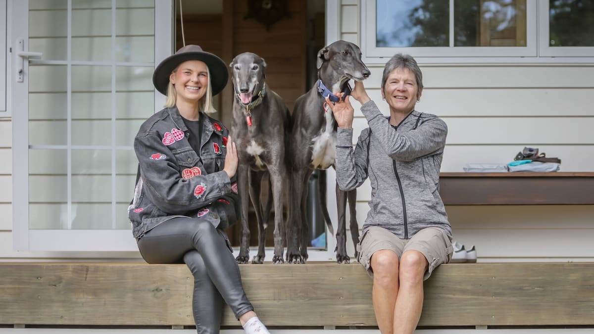 Greyhound racing ban: Hundreds of dogs will need new homes