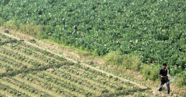 India to import urea at double prices amid Middle East disruption