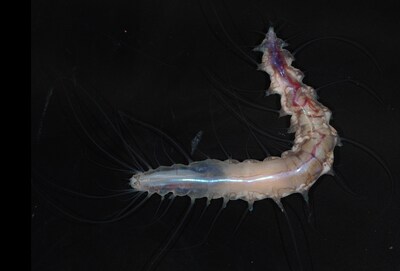 New species of polychaete worm Dalhousiella yabukii, found living symbiotically within a potentail new species of Glass Sponge. (Naoto Jimi - The Nippon Foundation-Nekton Ocean Census/©JAMSTEC)