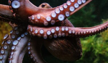 The One Arm an Octopus Will Never Risk in a Fight—Its Sex Arm