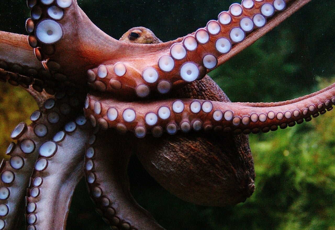 The One Arm an Octopus Will Never Risk in a Fight—Its Sex Arm