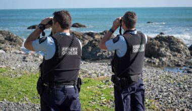 Poachers in Central Hawke’s Bay caught with 153 undersized pāua