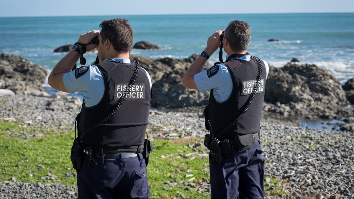 Poachers in Central Hawke’s Bay caught with 153 undersized pāua