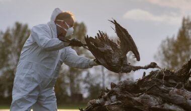 High‑risk bird flu strain H5N1 circling worldwide; how prepared is NZ?