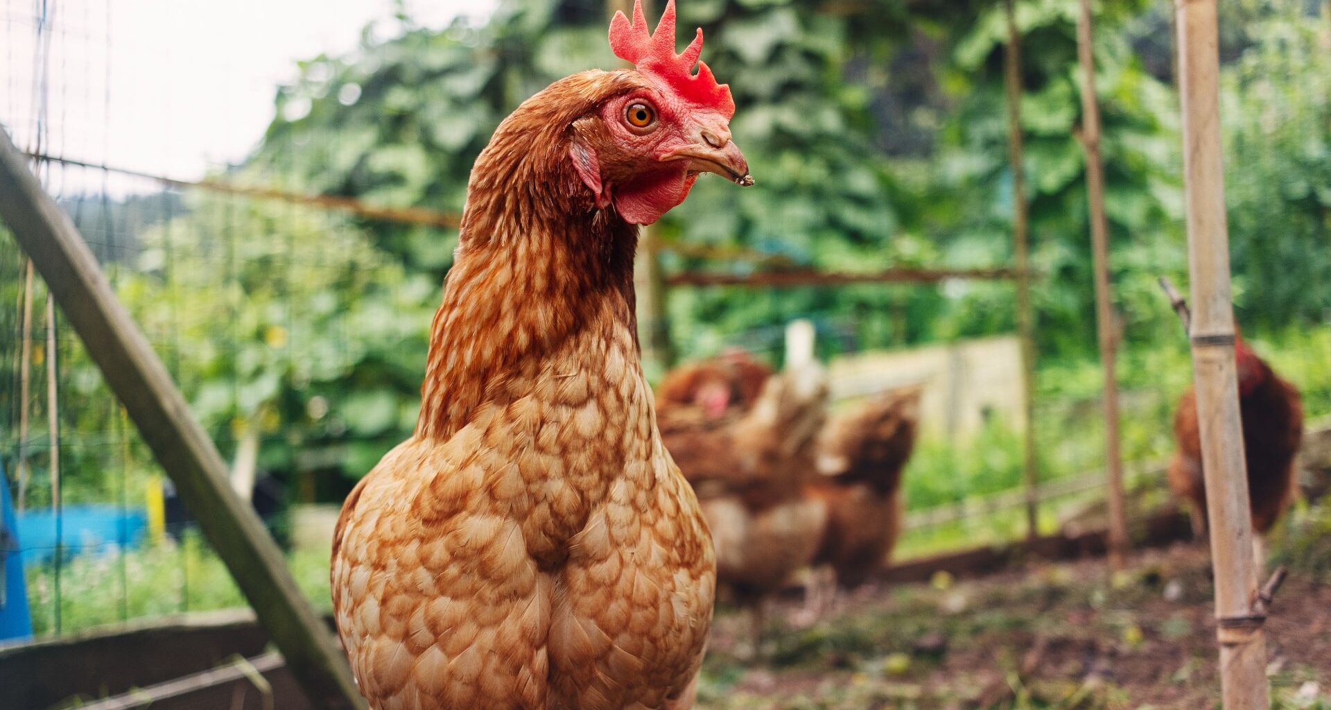 A brown rooster with a red comb on his head looks to the right of the camera. He stands in a fenced in area with other chickens blurry in the background