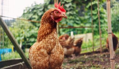 A brown rooster with a red comb on his head looks to the right of the camera. He stands in a fenced in area with other chickens blurry in the background