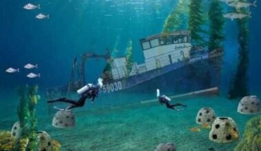 Napier: Twofold Bay trawler sinking and reef project full steam ahead