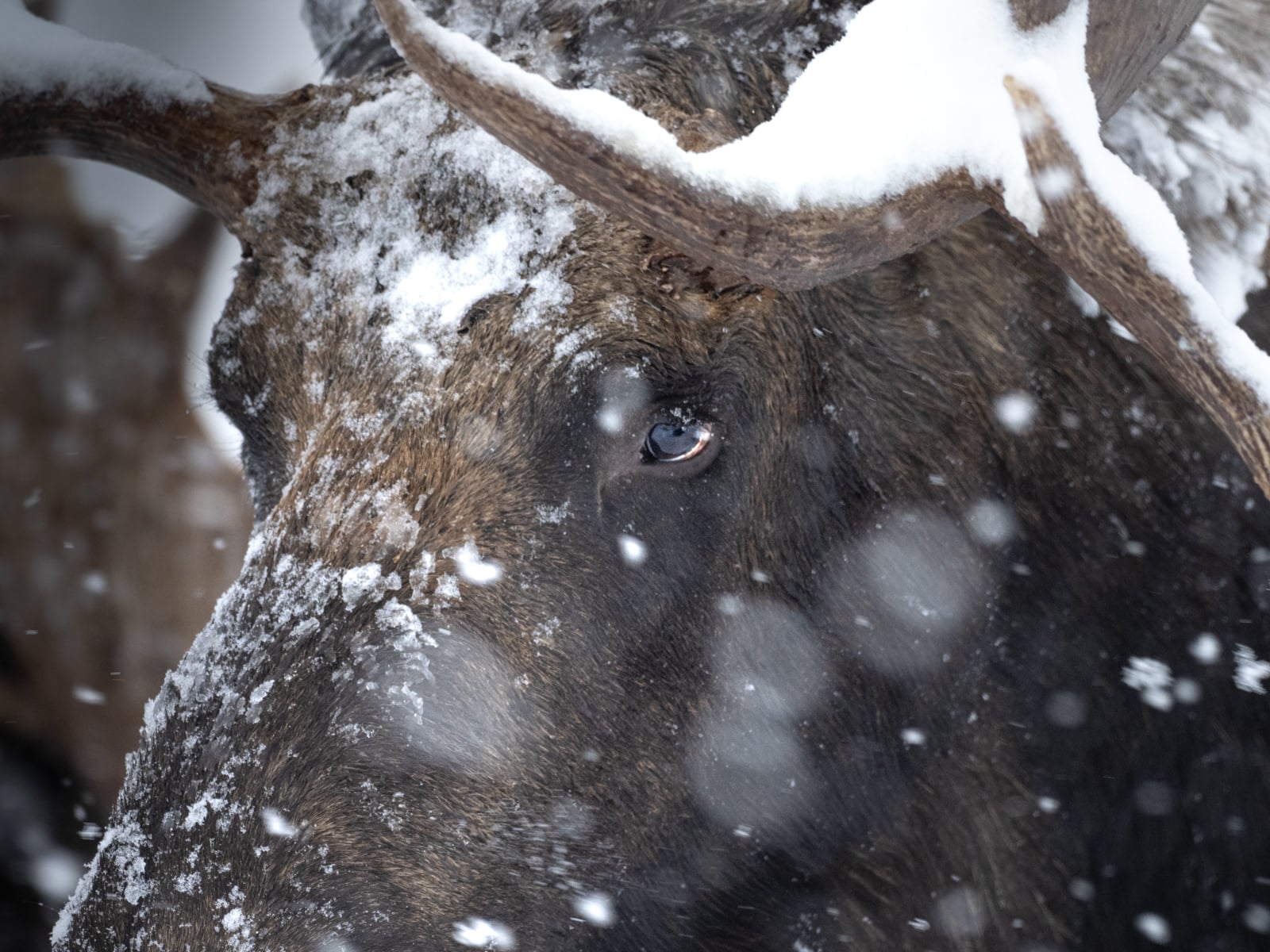 Close-up of a moose’s face covered in snow, with one eye visible and snowflakes falling in the foreground.