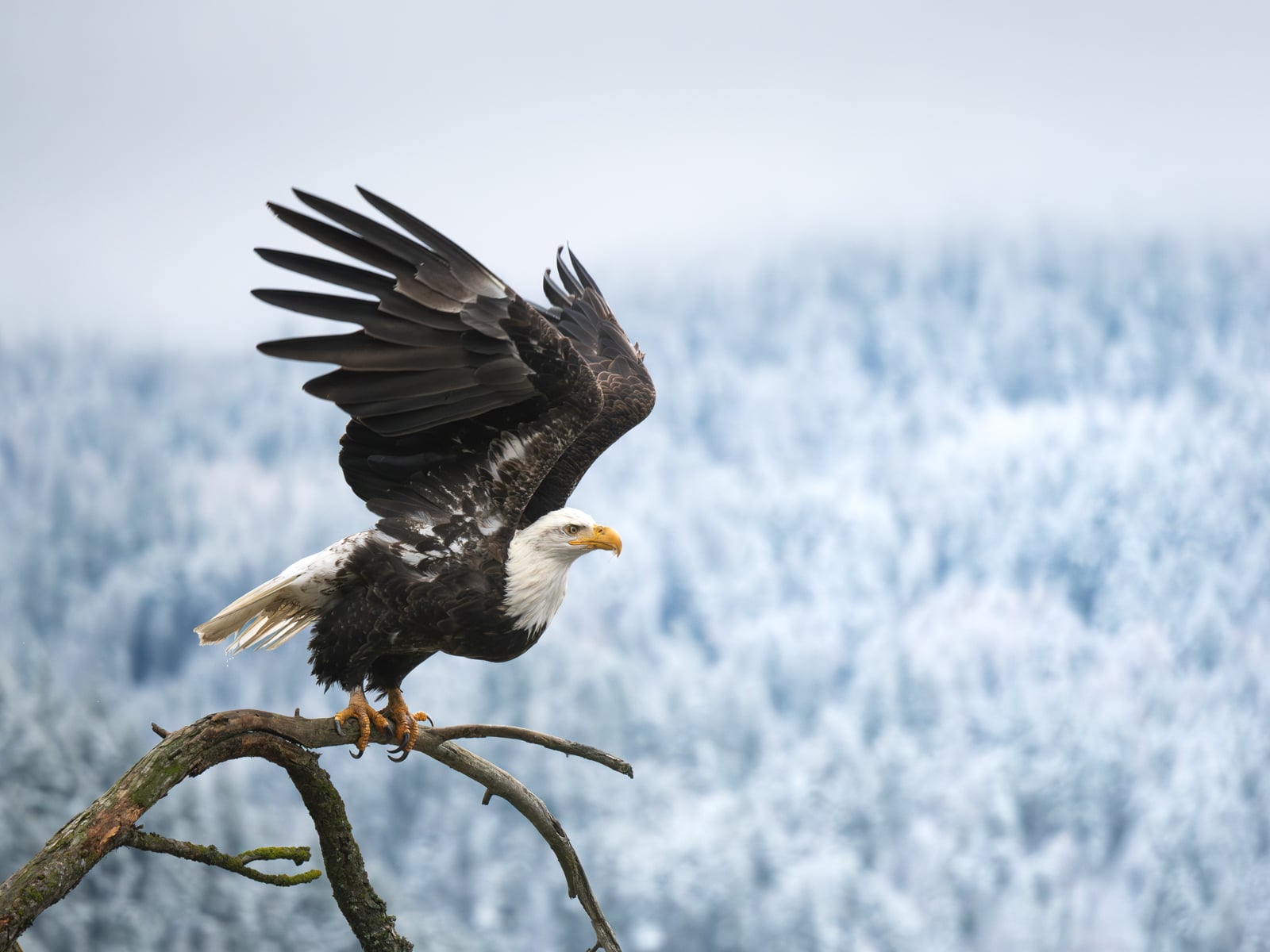 A bald eagle with wings outstretched perches on a bare tree branch, with a snowy, forested landscape blurred in the background.