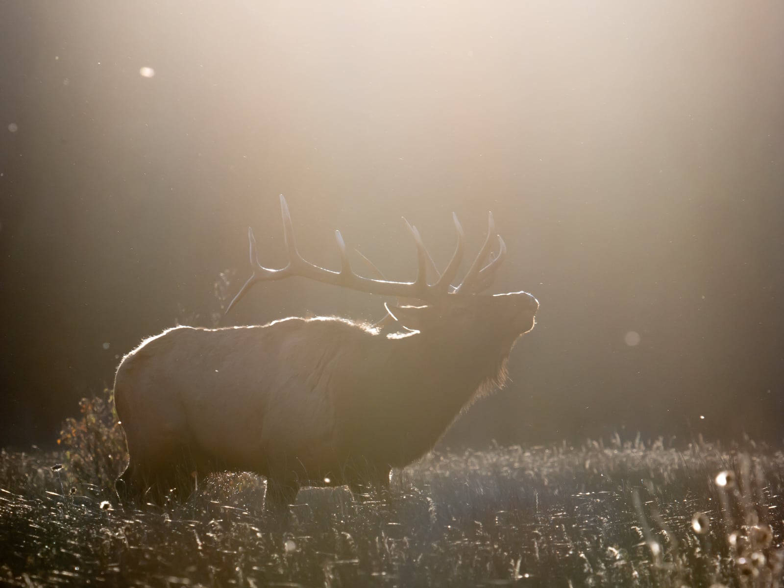 A large elk with prominent antlers stands in tall grass, illuminated by soft, golden sunlight that creates a hazy, dreamy effect around its silhouette.