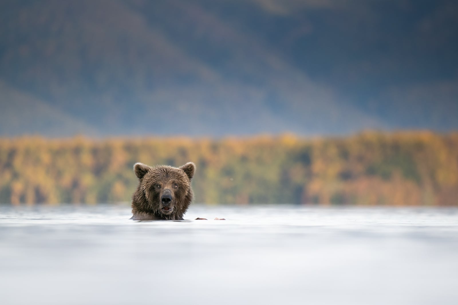 A brown bear is partially submerged in water, with only its head and upper shoulders visible. In the background, there are blurred trees with autumn colors and distant mountains.