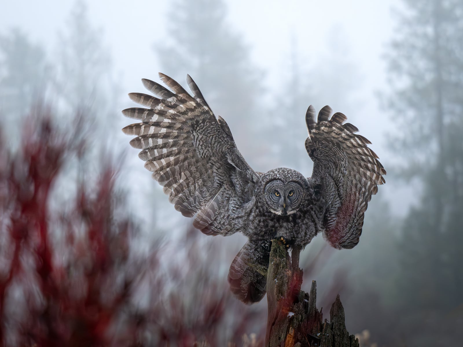 A great grey owl with wings spread wide perches on a broken tree stump, surrounded by red foliage and misty, blurred pine trees in the background.