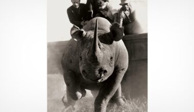 Maverick Photographer's Wildlife Images From the 1960s Document Animals in Crisis