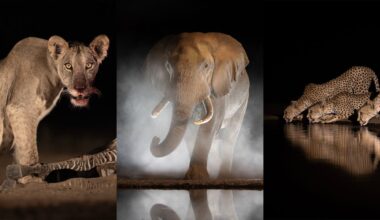 A lion stands near a carcass, an elephant emerges through mist, and cheetahs drink from a waterhole at night, all set against dark backgrounds.