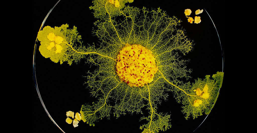 Slime mold growth on a petri dish showing vibrant yellow colours and extensions.
