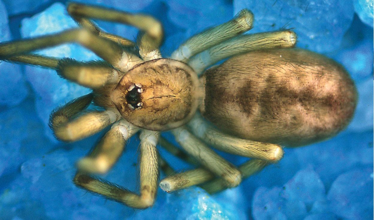 Pikelinia Floydmuraria, Male Paratype