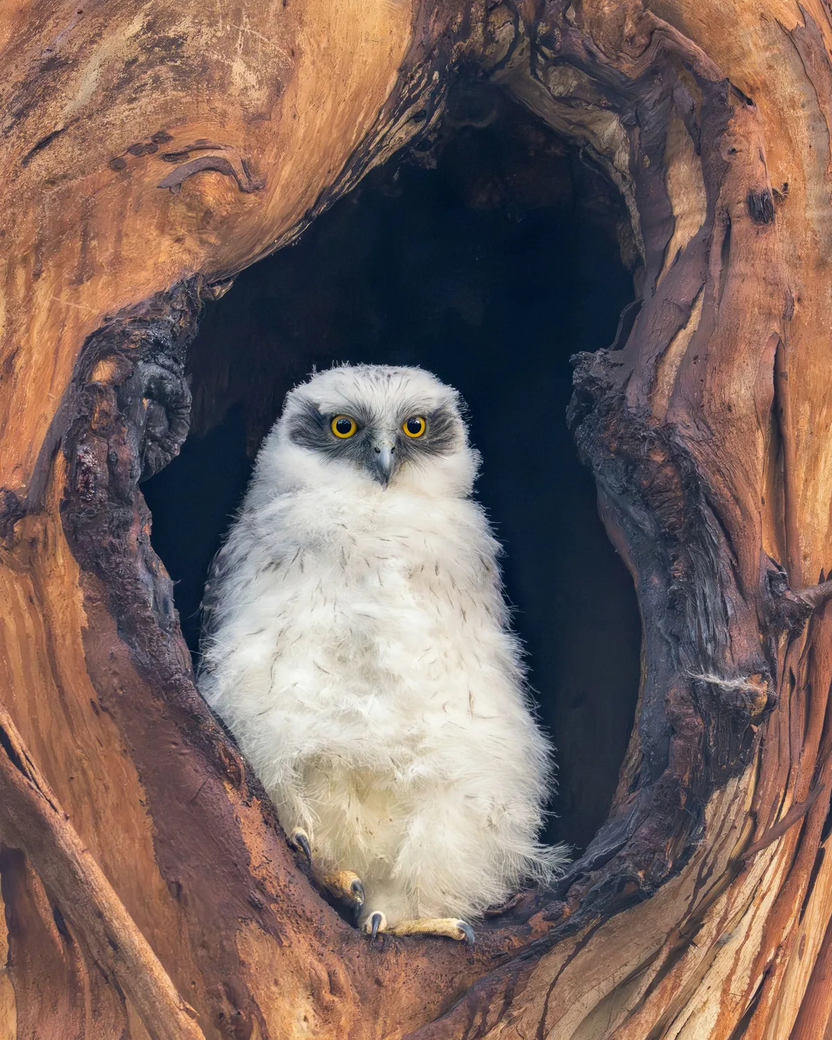 Powerful owl