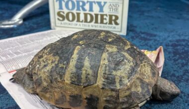 Torty the tortoise, who survived World War I, visits Te Papa exhibit that tells her story